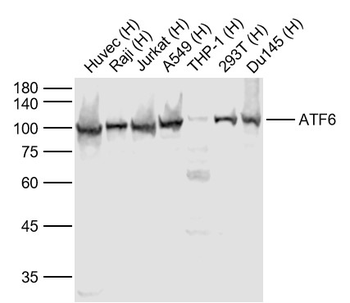 ATF6 Rabbit Polyclonal Antibody