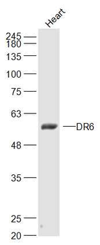 DR6 Rabbit Polyclonal Antibody