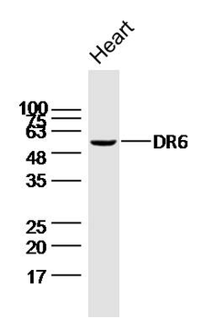 DR6 Rabbit Polyclonal Antibody