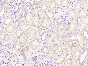 Kininogen 1 Rabbit Polyclonal Antibody