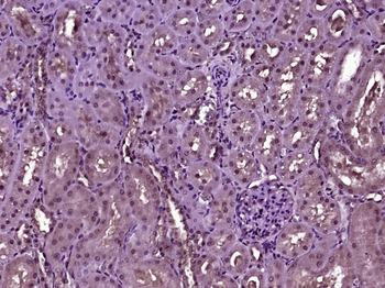 HIF3 alpha Rabbit Polyclonal Antibody