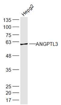ANGPTL3 Rabbit Polyclonal Antibody