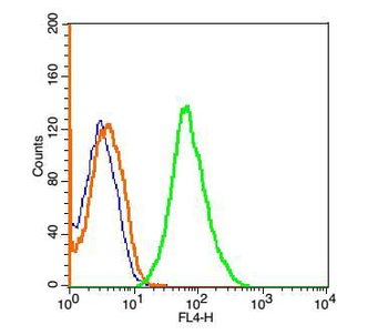 NARG2 Rabbit Polyclonal Antibody
