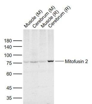 Mitofusin 2 Rabbit Polyclonal Antibody