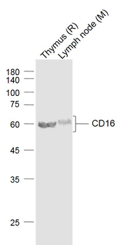 CD16 Rabbit Polyclonal Antibody
