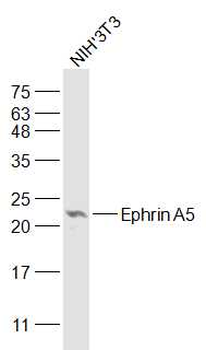 Ephrin A5 Rabbit Polyclonal Antibody