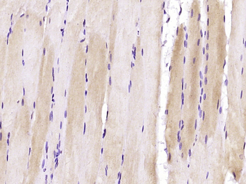 LEPREL2 Rabbit Polyclonal Antibody