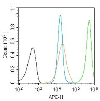 DNTT Rabbit Polyclonal Antibody