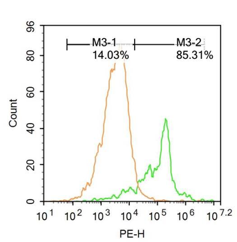 DNTT Rabbit Polyclonal Antibody