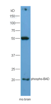 Phospho-BAD (Ser128) Rabbit Polyclonal Antibody