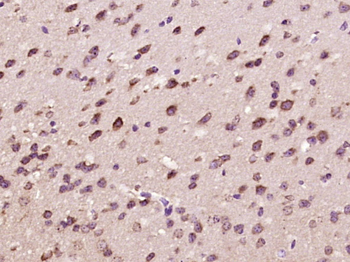 Phospho-BAD (Ser128) Rabbit Polyclonal Antibody