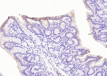 Phospho-BAD (Ser128) Rabbit Polyclonal Antibody