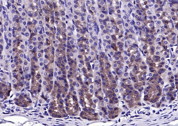 Phospho-BAD (Ser128) Rabbit Polyclonal Antibody
