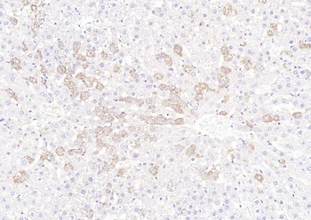 Phospho-BAD (Ser128) Rabbit Polyclonal Antibody