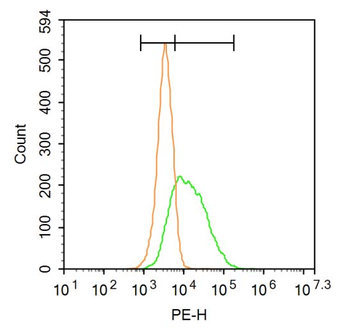 Frizzled 1/Wnt receptor Rabbit Polyclonal Antibody