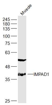 IMPAD1 Rabbit Polyclonal Antibody