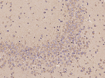 Ribonuclease Inhibitor Rabbit Polyclonal Antibody