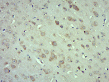 GADD45G Rabbit Polyclonal Antibody