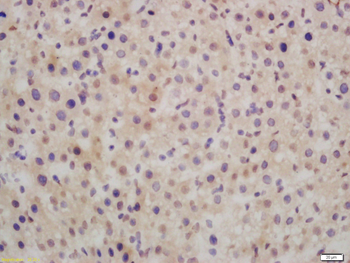 GADD45G Rabbit Polyclonal Antibody