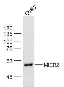 MIER2 Rabbit Polyclonal Antibody