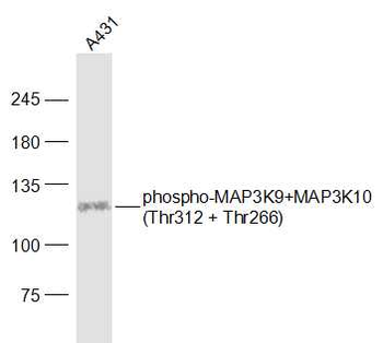 Phospho-MAP3K9+MAP3K10 (Thr312 + Thr266) Rabbit Polyclonal Antibody