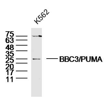 BBC3/PUMA Rabbit Polyclonal Antibody
