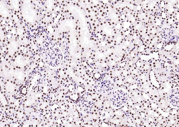 BRD7 Rabbit Polyclonal Antibody