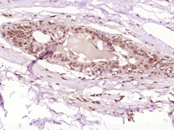 MND1 Rabbit Polyclonal Antibody