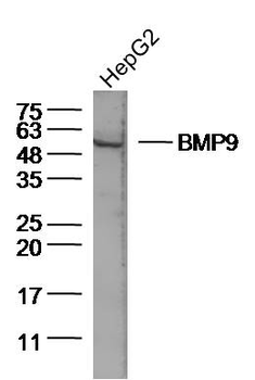 BMP9 Rabbit Polyclonal Antibody