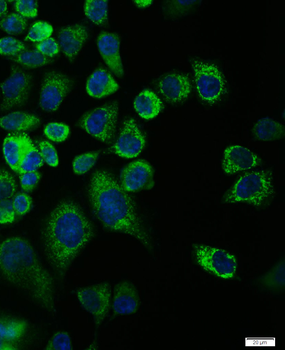 Phospho-NRP1 (Thr916) Rabbit Polyclonal Antibody