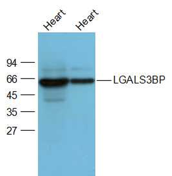 LGALS3BP Rabbit Polyclonal Antibody