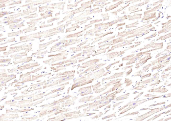 Angiopoietin-like 4 Rabbit Polyclonal Antibody