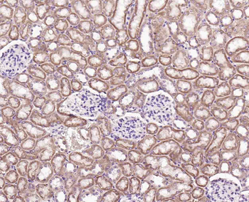 Angiopoietin-like 4 Rabbit Polyclonal Antibody