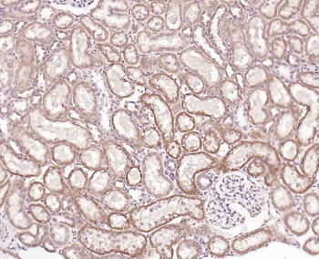 Angiopoietin-like 4 Rabbit Polyclonal Antibody
