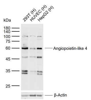 Angiopoietin-like 4 Rabbit Polyclonal Antibody