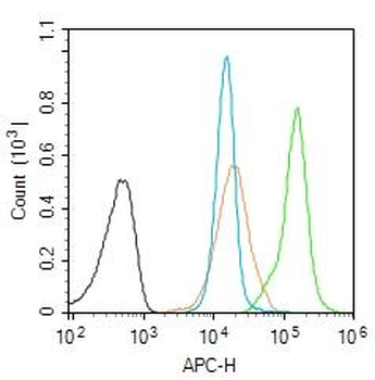 FGF2 Rabbit Polyclonal Antibody
