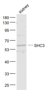 SHC3 Rabbit Polyclonal Antibody