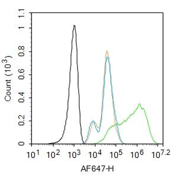 Bid Rabbit Polyclonal Antibody