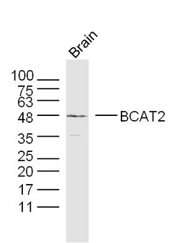 BCAT2 Rabbit Polyclonal Antibody