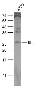 Bim Rabbit Polyclonal Antibody