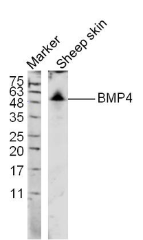 BMP4 Rabbit Polyclonal Antibody