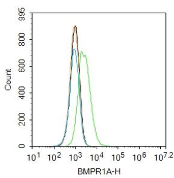 BMPR1A Rabbit Polyclonal Antibody
