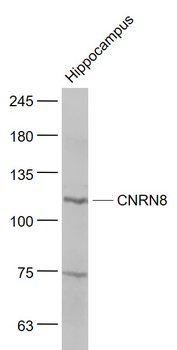 PCDHA10/CNRN8 Rabbit Polyclonal Antibody