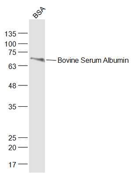 Bovine Serum Albumin Rabbit Polyclonal Antibody