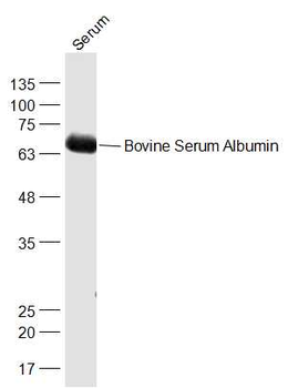 Bovine Serum Albumin Rabbit Polyclonal Antibody