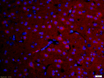 DFFB Rabbit Polyclonal Antibody