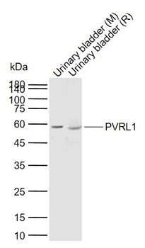 PVRL1 Rabbit Polyclonal Antibody