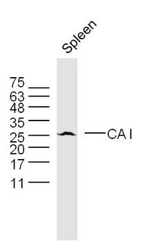 CA I Rabbit Polyclonal Antibody