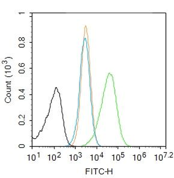 Caspase-1 P10 Rabbit Polyclonal Antibody