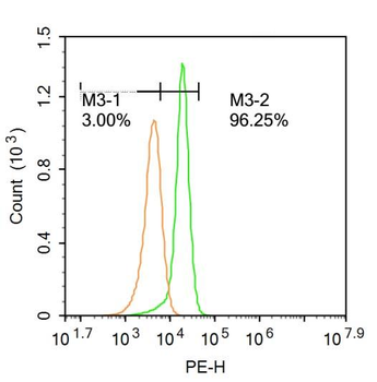 Caspase-10 Rabbit Polyclonal Antibody